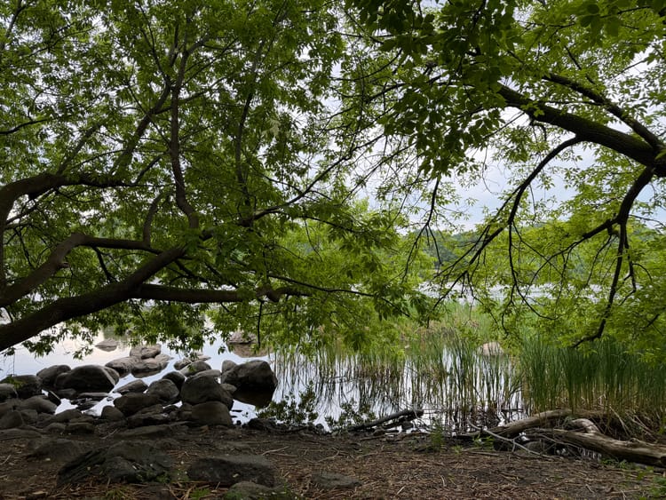 A landscape photo of a late spring river on an overcast day, with leafy trees extending horizontally over its reeds and stones in a mix of green and grey.