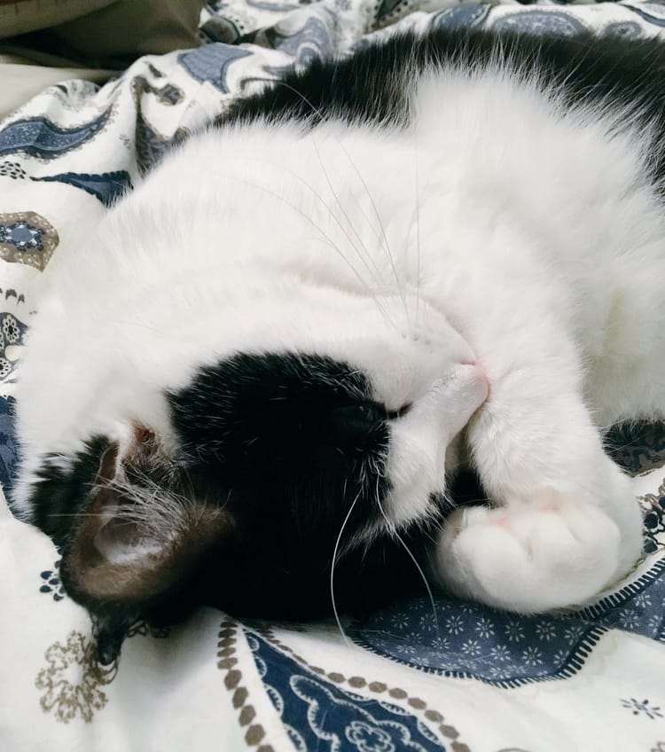 A black and white cat with a very pink nose sleeping on a paisley bedspread, his head tucked into his paws and one eye partially open.
