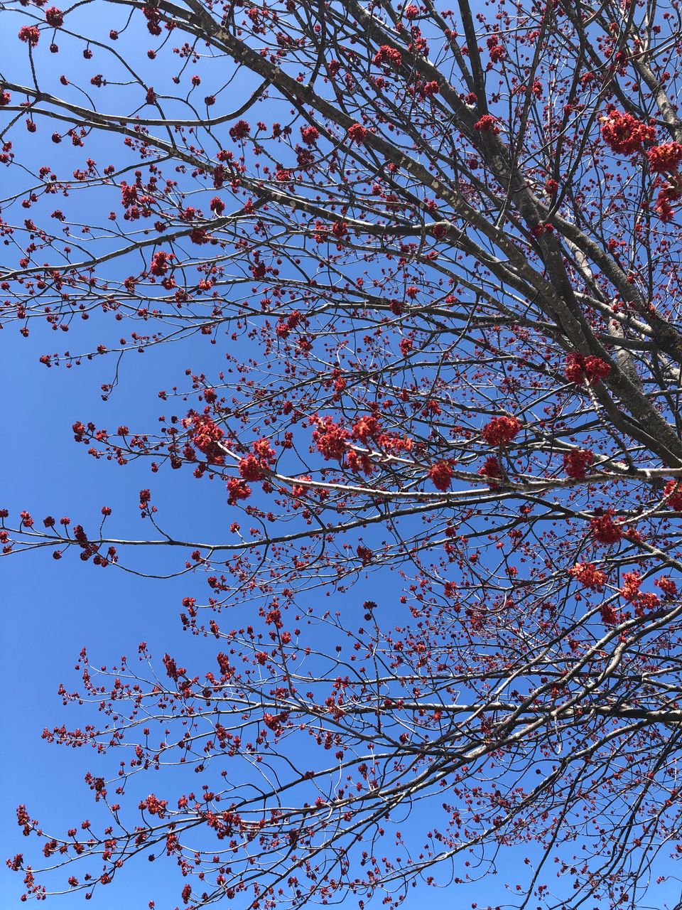 Tree branches against a bright blue sky, bursting with red buds.