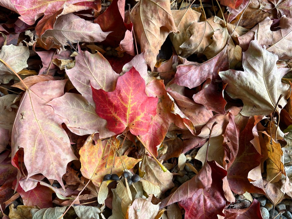 A close-up photo of colourful maple leaves in various states of dryness. The topmost leaf is small, red, veined in gold, and freshly fallen.