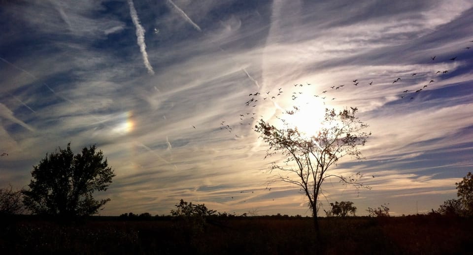 A sunset sky in champagne colours, the sun glowing from tree branches above which fly migrating geese.