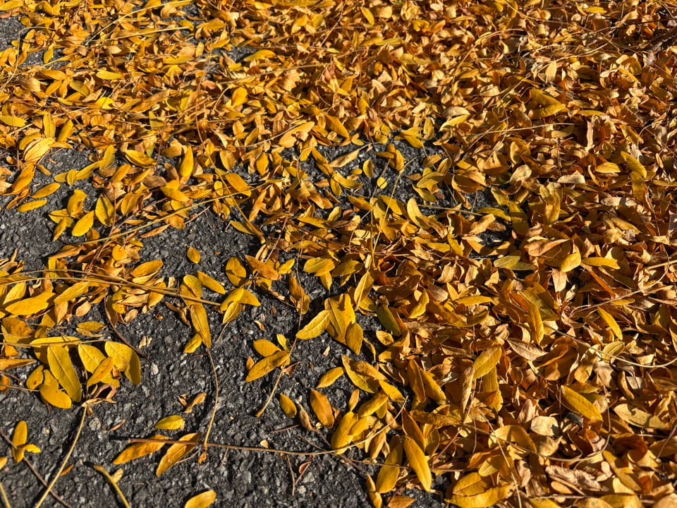 A tumult of slender golden leaves from honey locust trees covers a stretch of asphalt.
