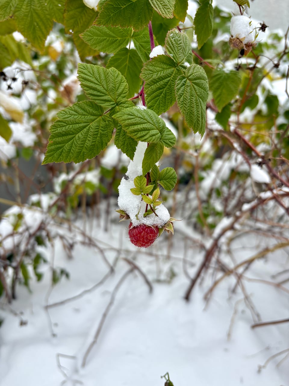A single red raspberry dangles from the tip of a leafy green green cane into the centre of the image, burdened and backgrounded by snow.