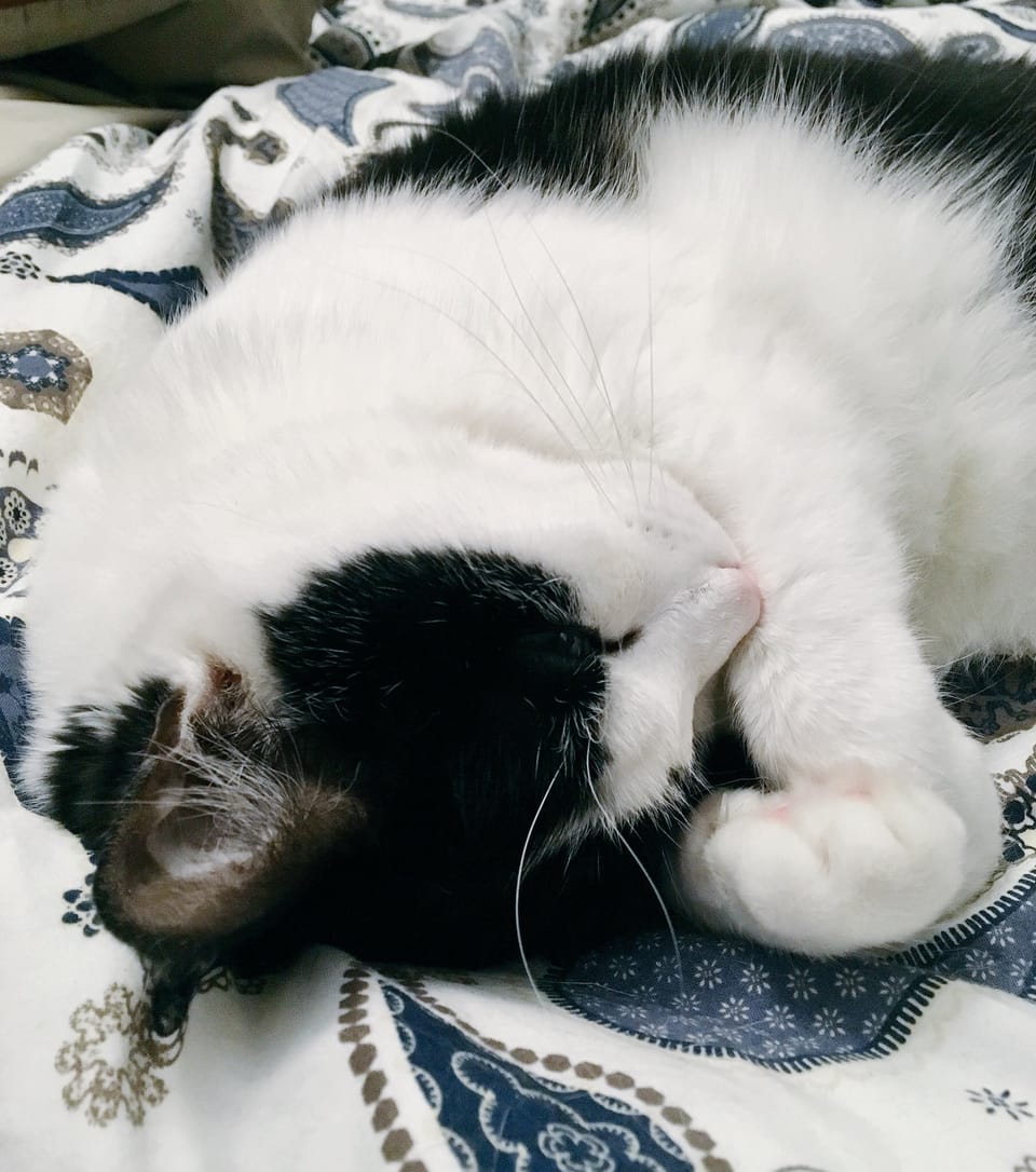 A black and white cat with a very pink nose sleeping on a paisley bedspread, his head tucked into his paws and one eye partially open.